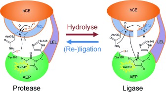Struktur und Mechanismus einer Aspartimid-abhängigen Peptidligase in humanem Legumain