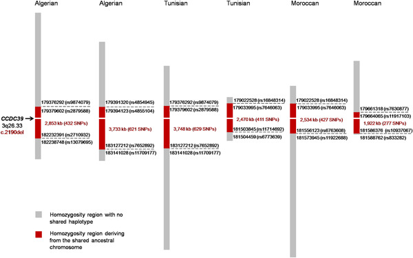Primary ciliary dyskinesia gene contribution in Tunisia: Identification of a major Mediterranean allele