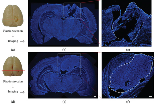 Details are in the caption following the image Details are in the caption following the image