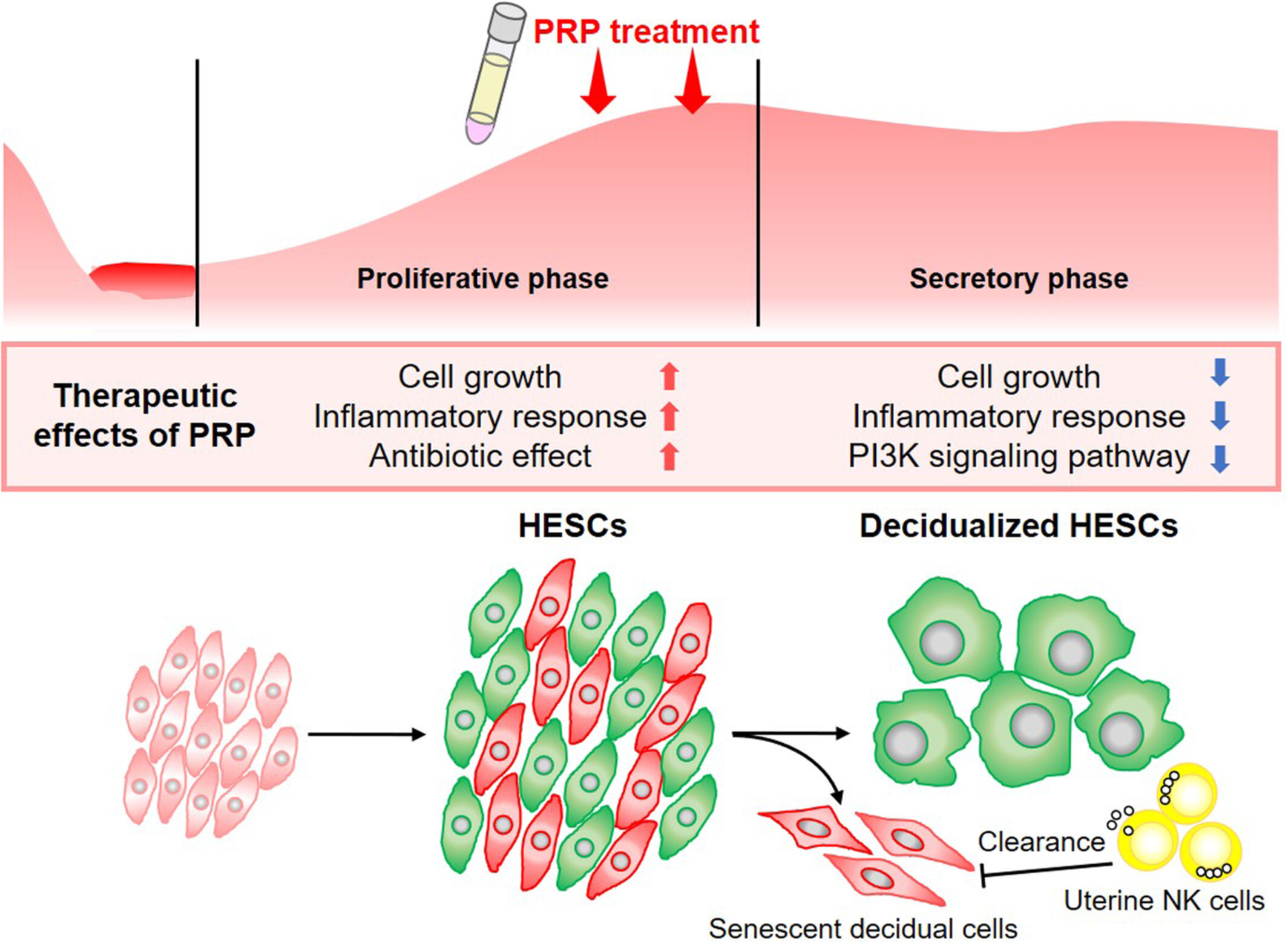 Transcriptomic profiling analysis of human endometrial stromal cells treated with autologous platelet-rich plasma
