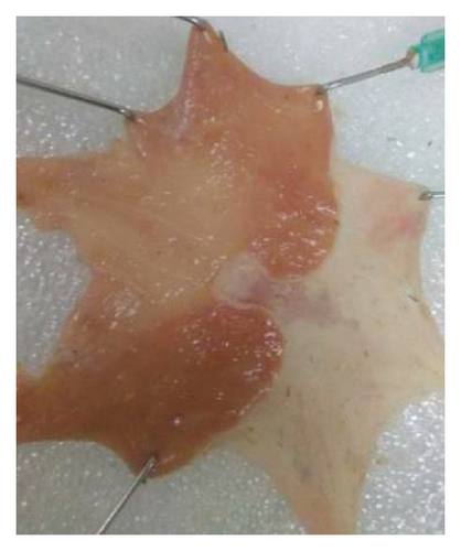 Details are in the caption following the image Details are in the caption following the image