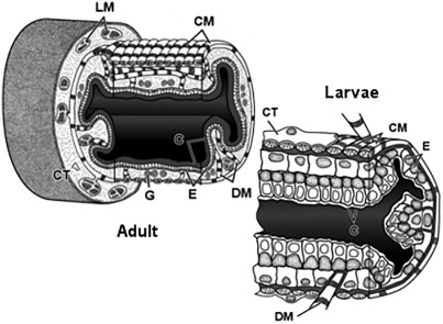 Morphology and ultrastructure of the esophagus during the ontogeny of the spider crab Maja brachydactyla (Decapoda, Brachyura, Majidae)