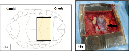 Details are in the caption following the image Details are in the caption following the image
