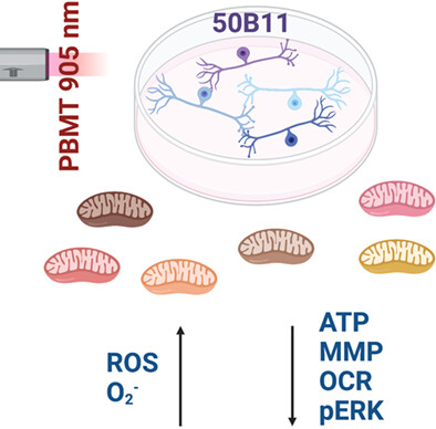 The mitochondrial-related effect of the 905 nm photobiomodulation therapy on 50B11 sensory neurons