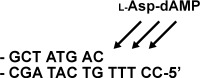 Amino Acid Phosphoramidate Nucleotides as Alternative Substrates for HIV-1 Reverse Transcriptase