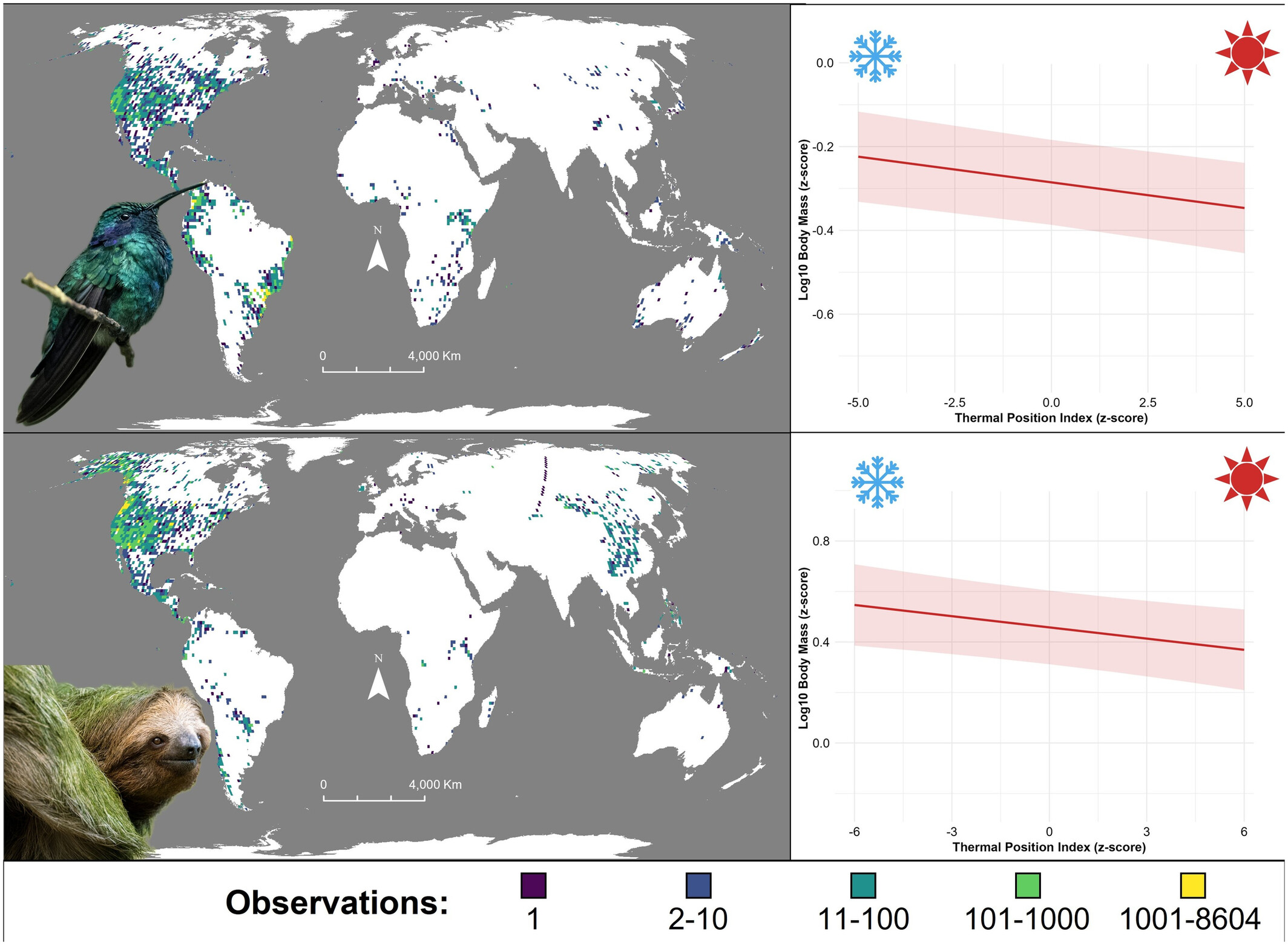 Climate-Driven Body Size Changes in Birds and Mammals Reveal Environmental Tolerance Limits
