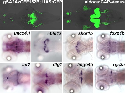 Gene expression profiling of granule cells and Purkinje cells in the zebrafish cerebellum