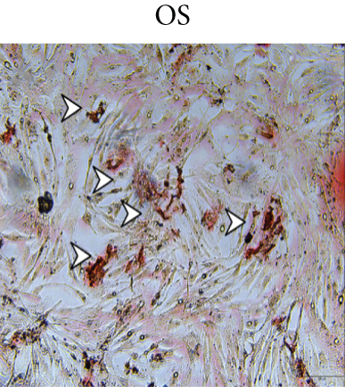 Details are in the caption following the image