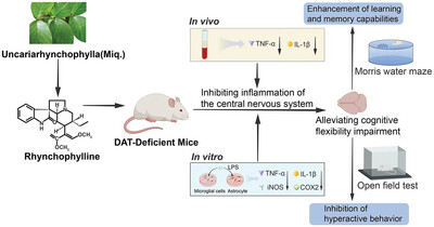Rhynchophylline Alleviates Hyperactivity and Cognitive Flexibility Impairment Associated With Inhibition of Inflammatory Responses in Mice That Partly Lack the Dopamine Transporter Protein