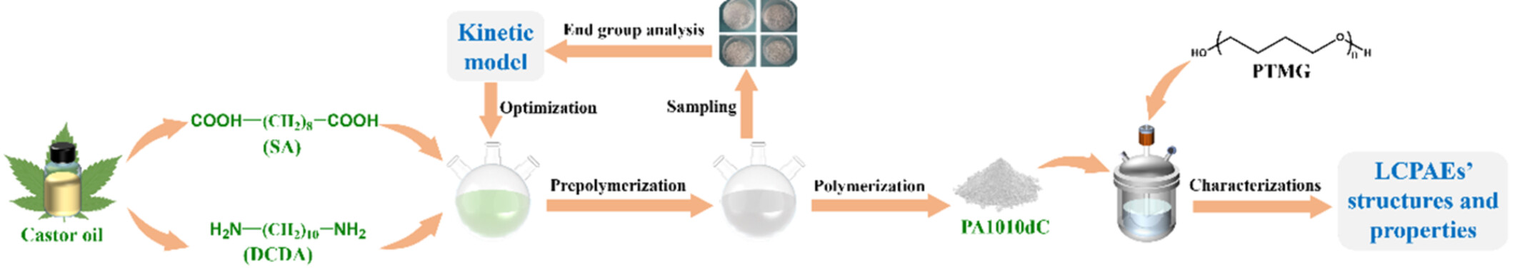 Polymerization Kinetics Optimization for Synthesizing Biobased Long Carbon-Chain Polyamide Elastomers With Tunable Hardness and Mechanical Properties