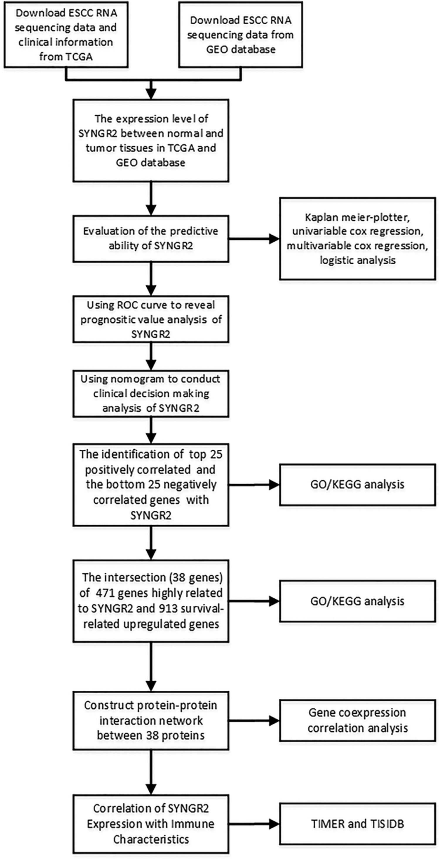 SYNGR2 serves as a prognostic biomarker and correlates with immune infiltrates in esophageal squamous cell carcinoma
