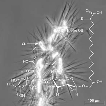 Synthese und Optimierung von Cellobioselipiden und Mannosylerythritollipiden