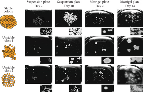 Details are in the caption following the image Details are in the caption following the image