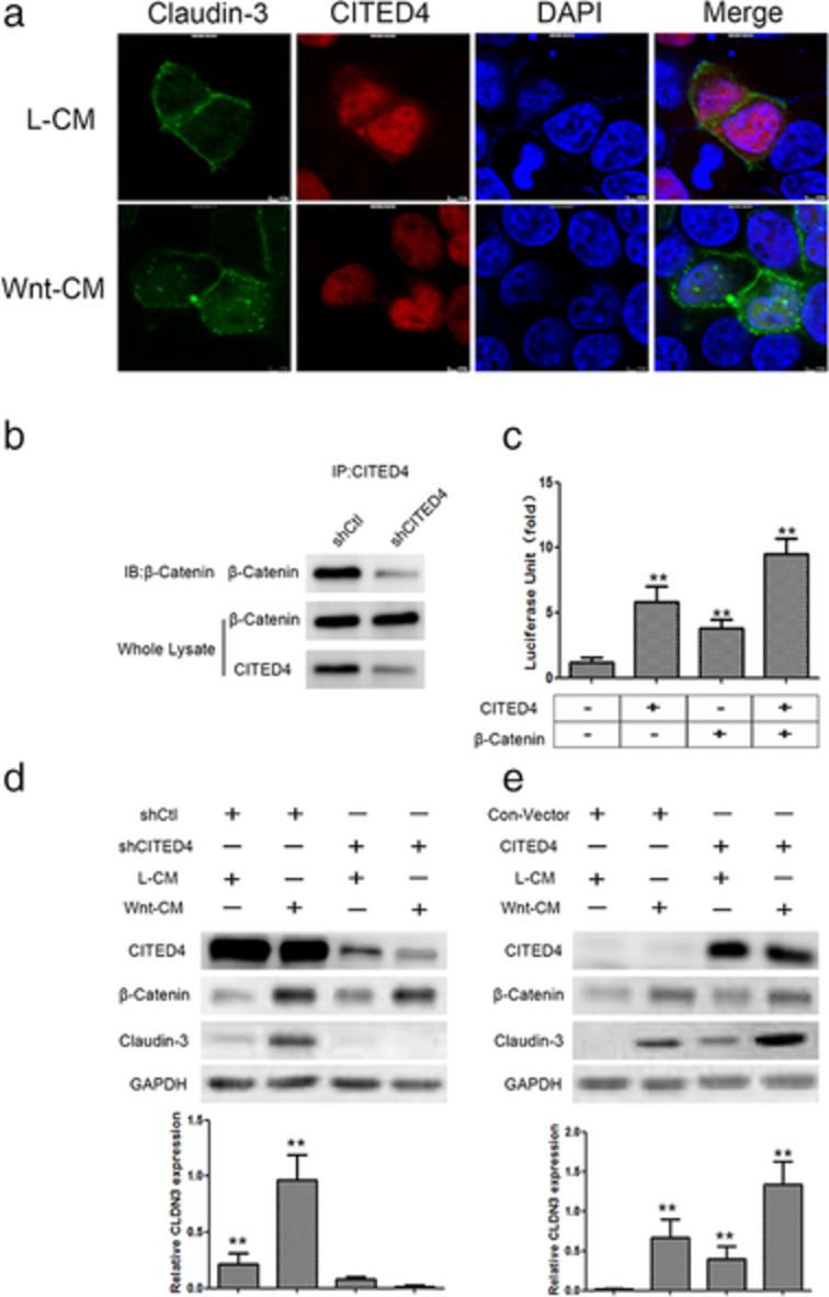 CITED4 enhances the metastatic potential of lung adenocarcinoma