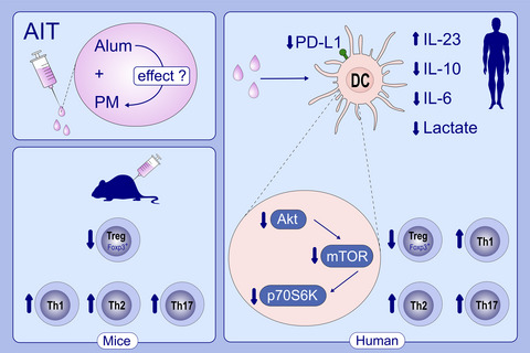 Alum impairs tolerogenic properties induced by allergoid-mannan conjugates inhibiting mTOR and metabolic reprogramming in human DCs
