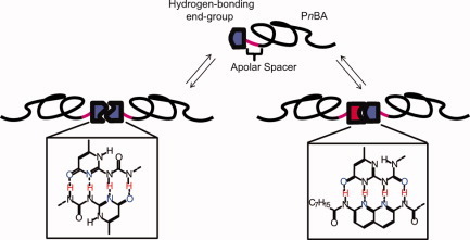 Spacer-length-dependent association in polymers with multiple-hydrogen-bonded end groups
