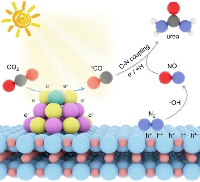 Synergy of Photogenerated Electrons and Holes toward Efficient Photocatalytic Urea Synthesis from CO2 and N2