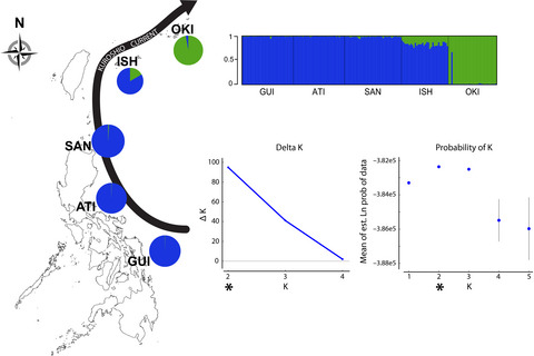 Genetic patterns in peripheral marine populations of the fusilier fish Caesio cuning within the Kuroshio Current