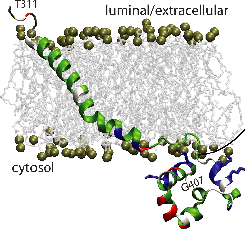 In-Depth Analysis of Hyaline Fibromatosis Syndrome Frameshift Mutations at the Same Site Reveal the Necessity of Personalized Therapy