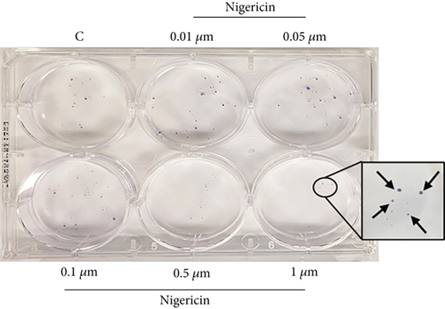 Details are in the caption following the image Details are in the caption following the image