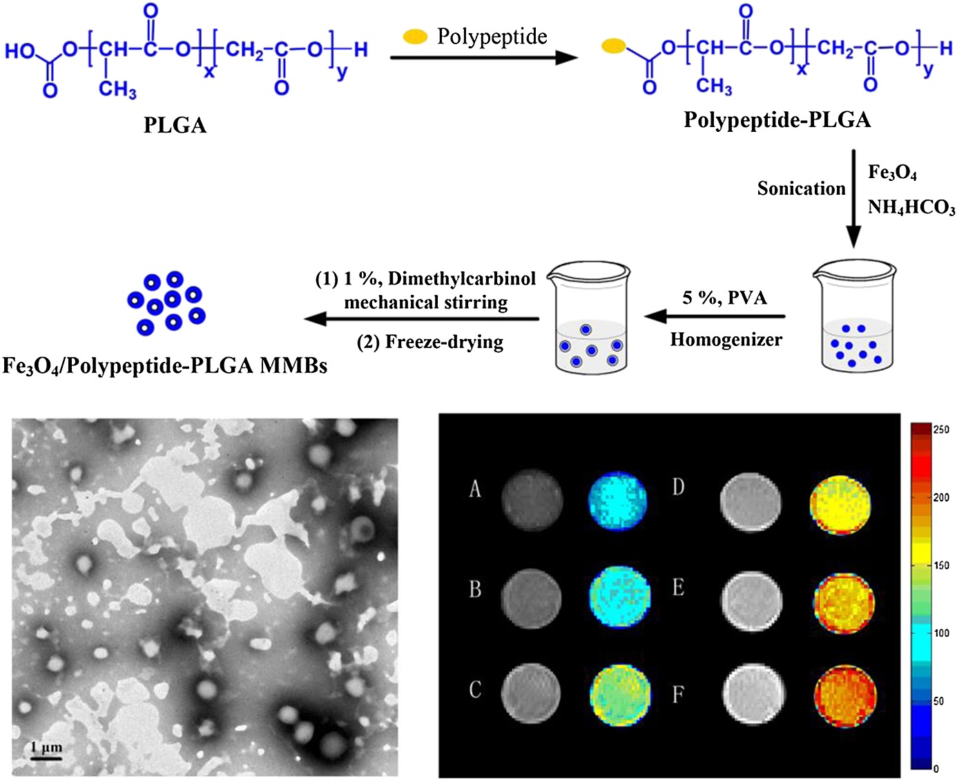 Magnetite loaded Polypeptide-PLGA multifunctional microbubbles for dual-mode US/MR imaging