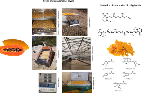 Effects of different drying methods and ascorbic acid pretreatment on carotenoids and polyphenols of papaya fruit in Ethiopia