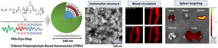 Triblock Polyampholyte-Based Nanovesicles for Targeted Spleen Delivery