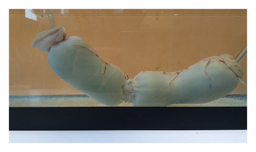 Details are in the caption following the image Details are in the caption following the image