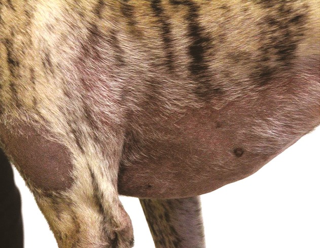 Estradiol-induced alopecia in five dogs after contact with a transdermal gel used for the treatment of postmenopausal symptoms in women