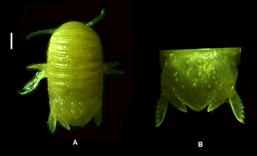 Details are in the caption following the image