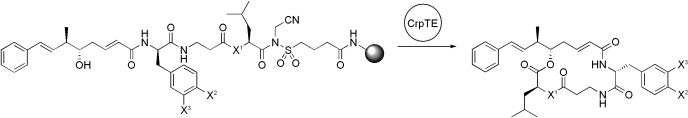 Enzymatic Release and Macrolactonization of Cryptophycins from a Safety-Catch Solid Support