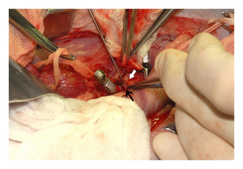 Details are in the caption following the image Details are in the caption following the image