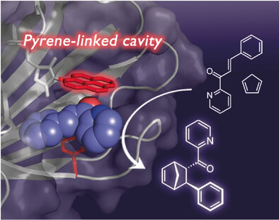 A Pyrene-Linked Cavity within a β-Barrel Protein Promotes an Asymmetric Diels–Alder Reaction