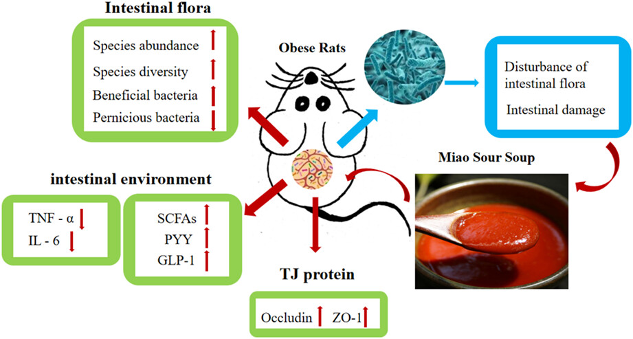 Miao sour soup influences serum lipid via regulation of high-fat diet-induced intestinal flora in obese rats