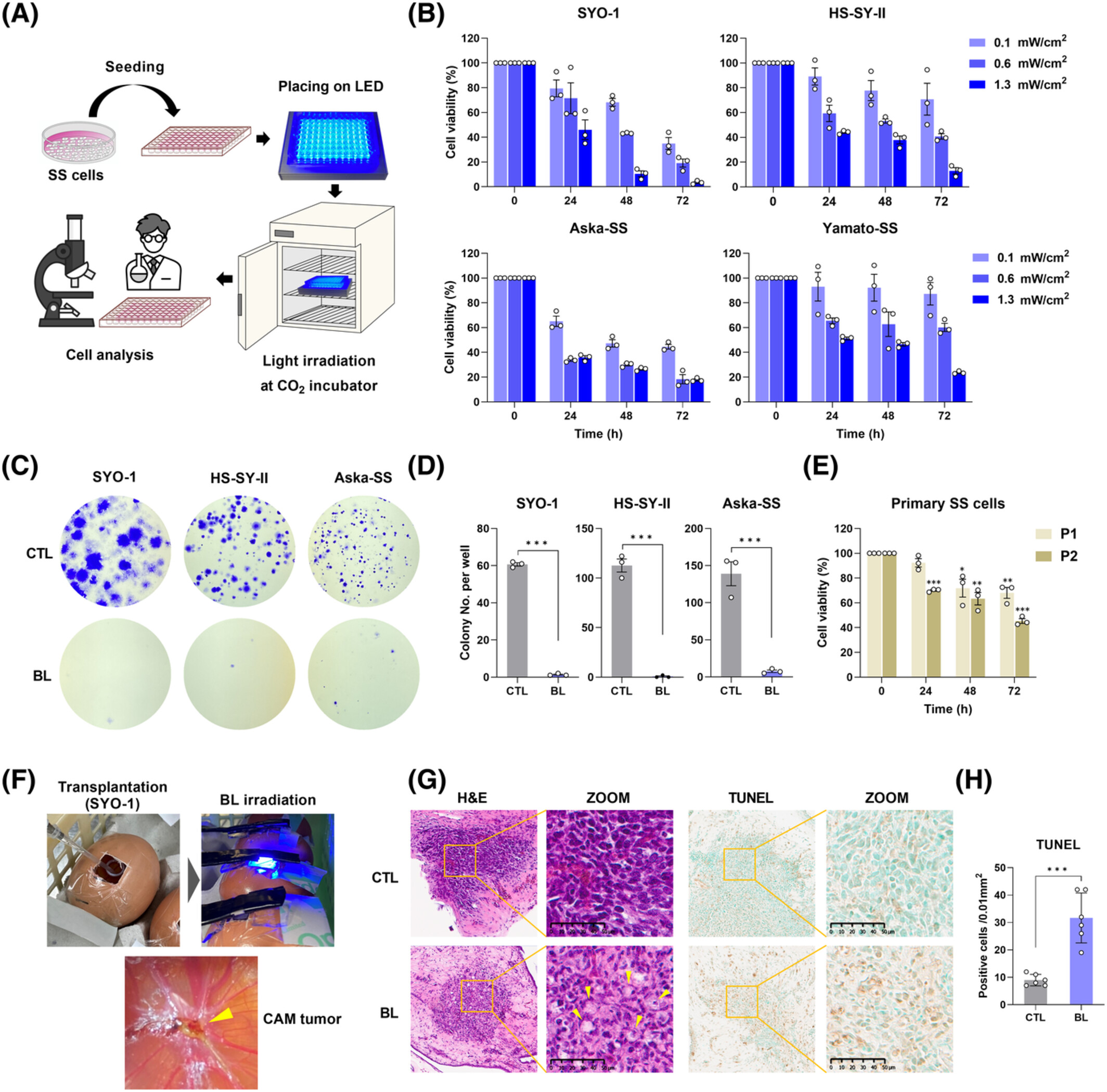 Blue light induces apoptosis and autophagy by promoting ROS-mediated mitochondrial dysfunction in synovial sarcoma