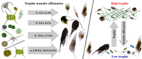 Transfer efficiency of carbon, nutrients, and polyunsaturated fatty acids in planktonic food webs under different environmental conditions