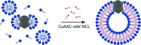 Spontaneous Reconstitution of Functional Transmembrane Proteins During Bioorthogonal Phospholipid Membrane Synthesis