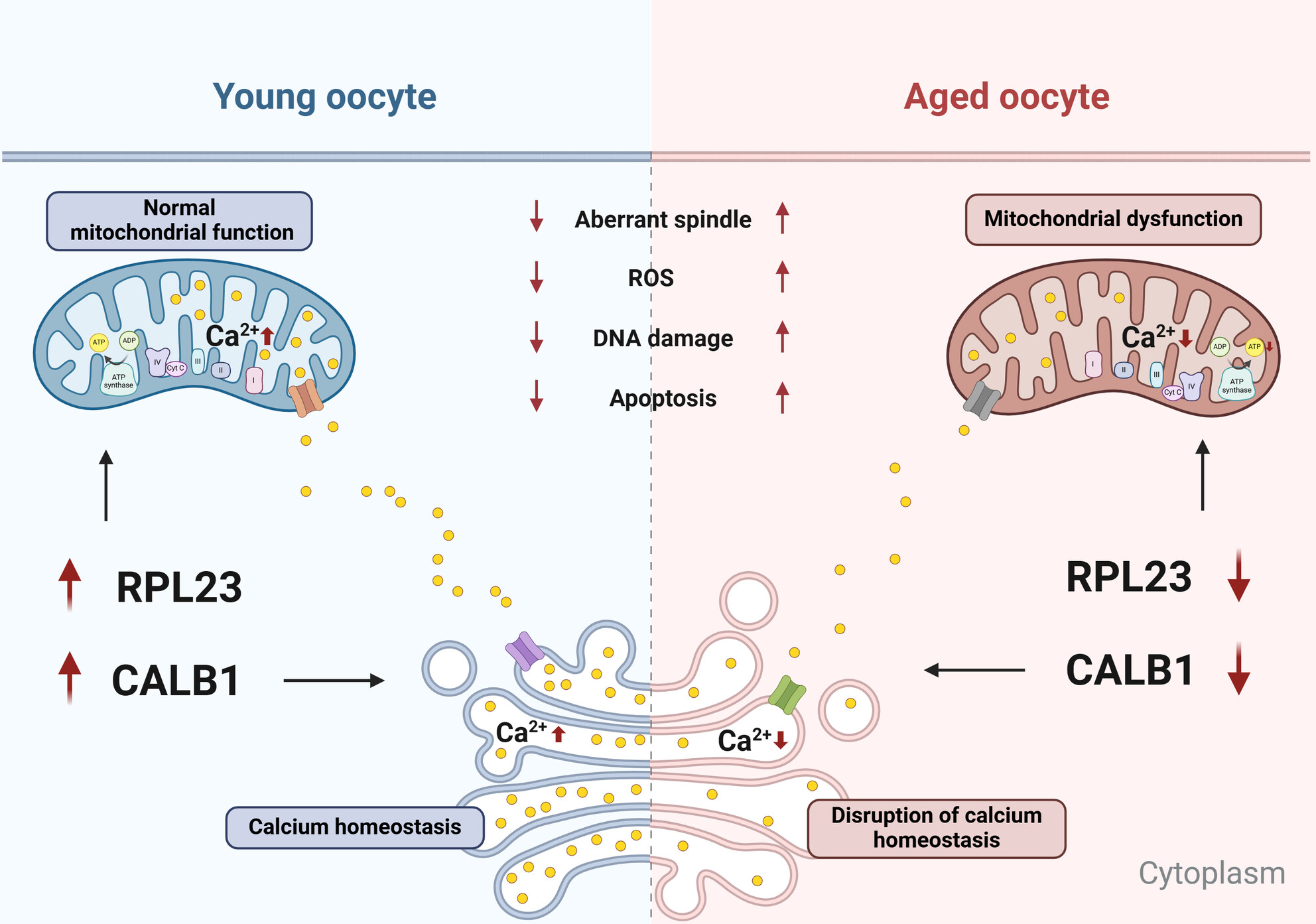 CALB1 and RPL23 Are Essential for Maintaining Oocyte Quality and Function During Aging