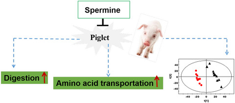 Digestive abilities, amino acid transporter expression, and metabolism in the intestines of piglets fed with spermine