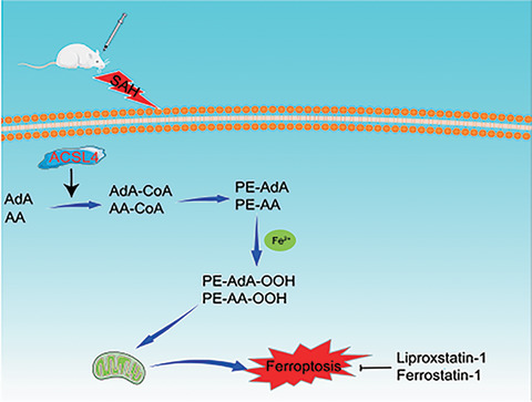 Acyl-CoA synthetase long chain family member 4 plays detrimental role in early brain injury after subarachnoid hemorrhage in rats by inducing ferroptosis