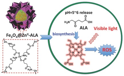 Immobilization of ALA-ZnII Coordination Polymer Pro-photosensitizers on Magnetite Colloidal Supraparticles for Target Photodynamic Therapy of Bladder Cancer