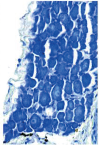 Details are in the caption following the image