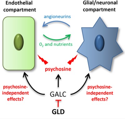 Endothelial cell dysfunction in globoid cell leukodystrophy