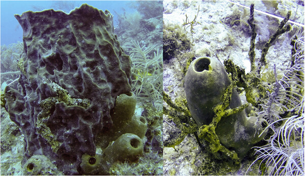 Effects of sponge-to-sponge contact on the microbiomes of three spatially competing Caribbean coral reef species