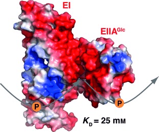 Visualizing an Ultra-Weak Protein–Protein Interaction in Phosphorylation Signaling