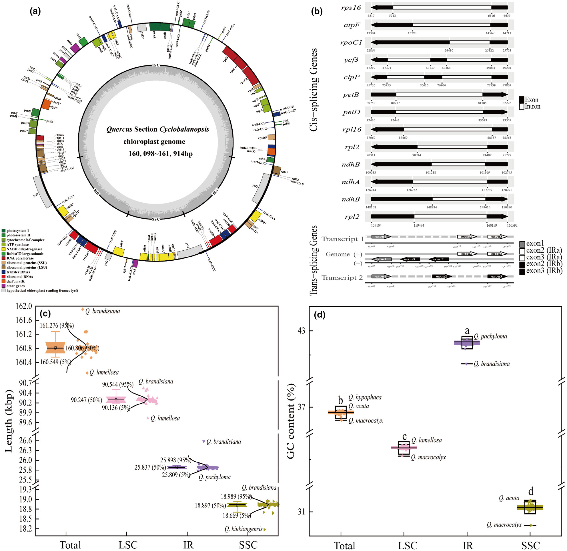 New insights on the phylogeny, evolutionary history, and ecological adaptation mechanism in cycle-cup oaks based on chloroplast genomes