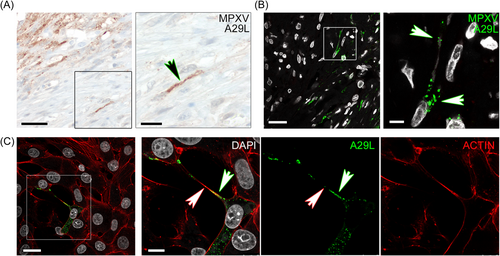 Details are in the caption following the image Details are in the caption following the image