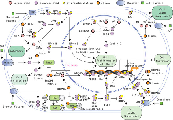 The mechanisms of DIRAS family members in role of tumor suppressor