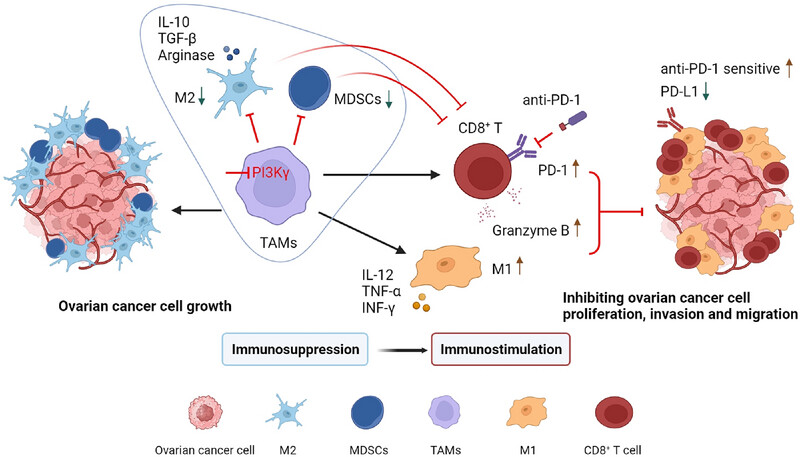 A Phosphatidylinositol 3-Kinase Gamma Inhibitor Enhances Anti-Programmed Death-1/Programmed Death Ligand-1 Antitumor Effects by Remodeling the Tumor Immune Microenvironment of Ovarian Cancer
