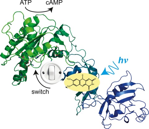 Characterization of the Blue–Light-Activated Adenylyl Cyclase mPAC by Flash Photolysis and FTIR Spectroscopy